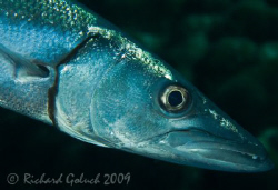 Barracuda-Canon 5D 100 mm macro no cropping-Bonaire 2009 by Richard Goluch 